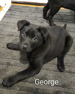 George featured image