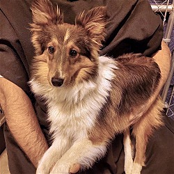 Photo of Winston (adoption pending)