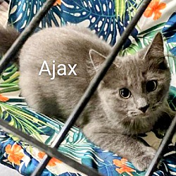 Thumbnail photo of Ajax #2