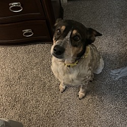 Photo of Bruin 