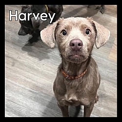 Thumbnail photo of Harvey #1