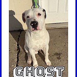 Photo of Ghost-COURTESY LISTING