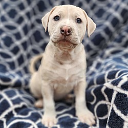 Photo of Millie - M Litter - AVAILABLE