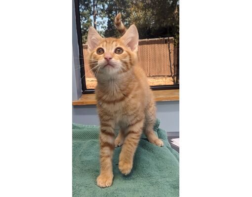 Corvallis, OR - Domestic Shorthair/Domestic Mediumhair. Meet Roxxy a