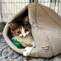 adopt a pet