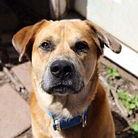 adopt a pet