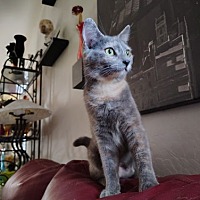 adopt a pet