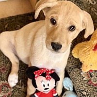 adopt a pet