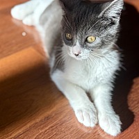 adopt a pet