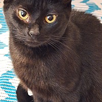 adopt-pet