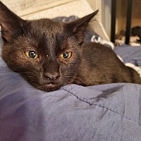 adopt-pet