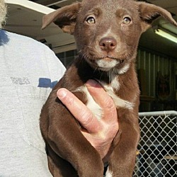 Photo of Puppy 10 adoption pending