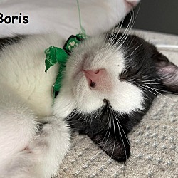Thumbnail photo of Kittens - Boris & Kevin #2