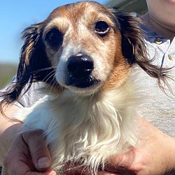 Photo of Toby
