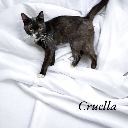 Photo of Cruella