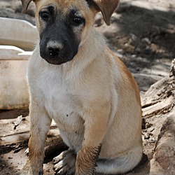 Thumbnail photo of Shepherd pup #3