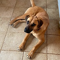 adopt a pet