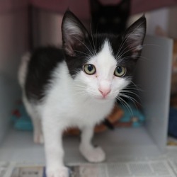 Photo of Smeagol (Chapala kitten 3)
