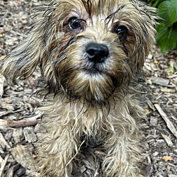 Thumbnail photo of Shorkie Charlie #2