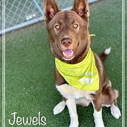 Thumbnail photo of JEWELS #4