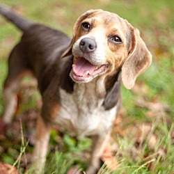 Thumbnail photo of DIXIE IS PERFECT BEAGLE #3