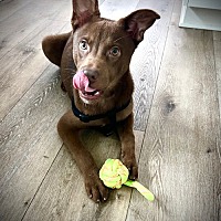 adopt a pet