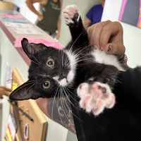 adopt a pet