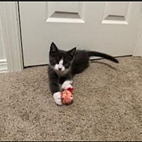 adopt a pet