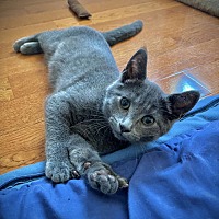 adopt a pet