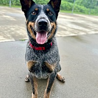 adopt a pet