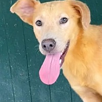 adopt a pet
