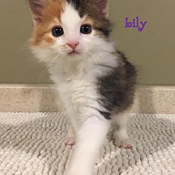 Thumbnail photo of Lily - Adopted November 2016 #1