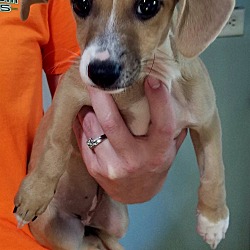 Thumbnail photo of Stella (adoption pending) #3