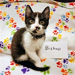 Thumbnail photo of Bishop #4
