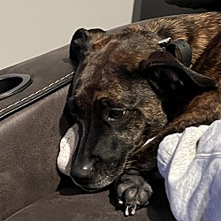 Photo of Maxie (maxine)