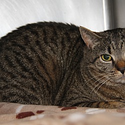 Photo of Millie (Spayed) InFosterCare