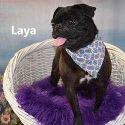 Photo of Laya