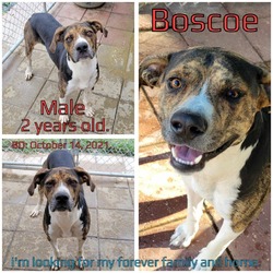 Thumbnail photo of Boscoe #2