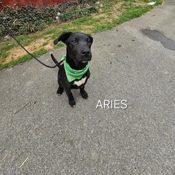 Photo of Aries (Marley)