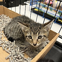 Thumbnail photo of Lark's Wren KITTEN #2