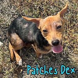 Thumbnail photo of Patches Dex #2