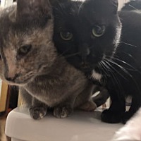adopt a pet