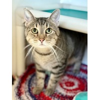 adopt-pet
