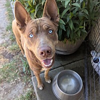 adopt a pet