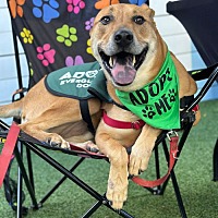adopt a pet