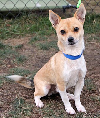 chihuahua peanut butter