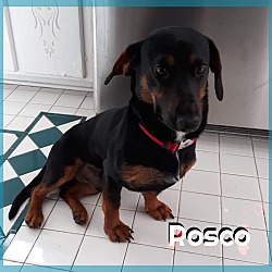 Thumbnail photo of Rosco #4