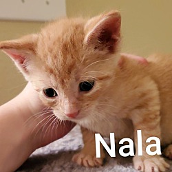 Photo of Nala