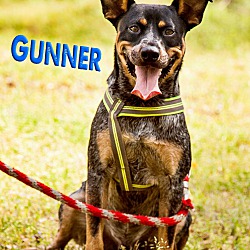 Thumbnail photo of Gunner #1