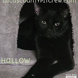 Thumbnail photo of Hallow #2